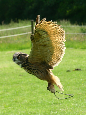 Eagle owl