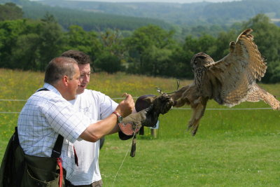 Eagle owl