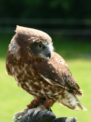 Boobok owl