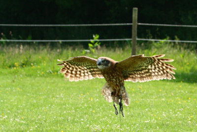 Boobok owl