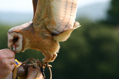 Barn owl