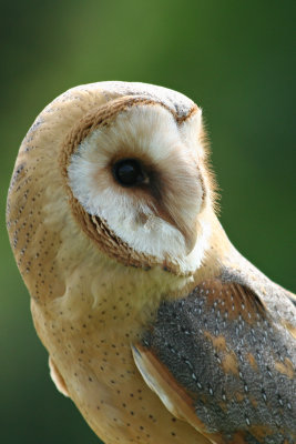 Barn owl
