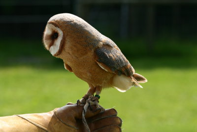 Barn owl