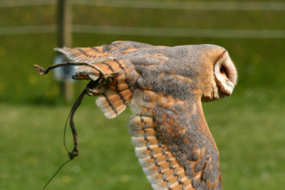 Barn owl