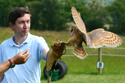 Barn owl