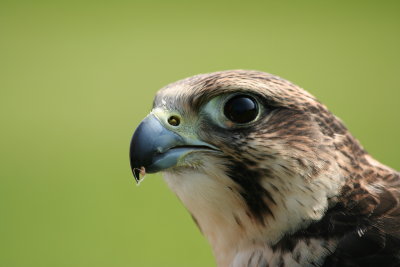 Peregrine falcon