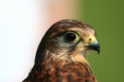 Kestrel