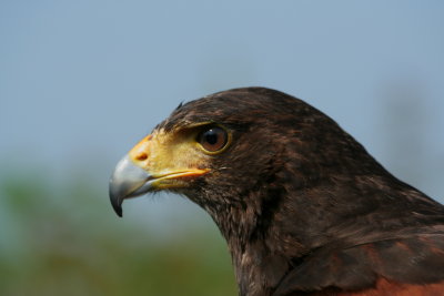 Dartmoor Falconry