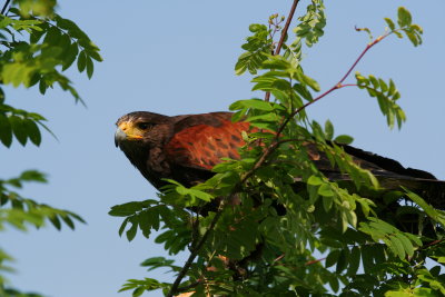 Harris hawk