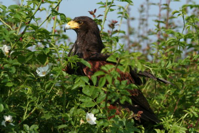 Harris hawk