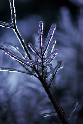 icy branch