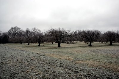 apple trees with ice