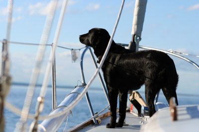 scout enjoying the breeze