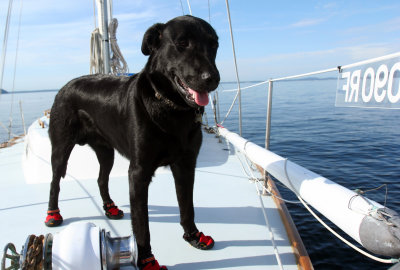 scout