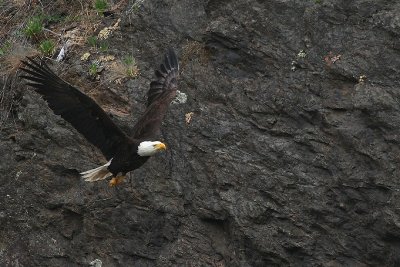 eagle