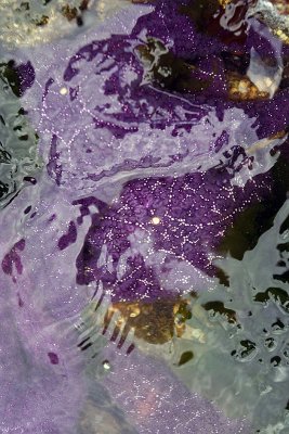 starfish in water