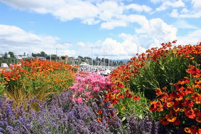 bellingham harbor