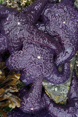 starfish
