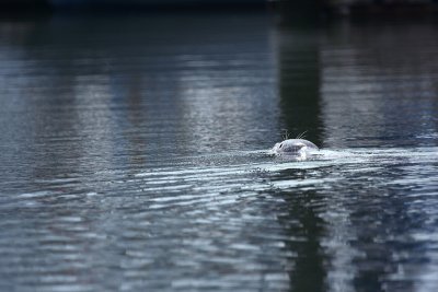 harbor seal