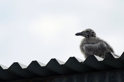 little mine western gull (larus occidentalis)
