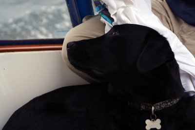 snoopy scout