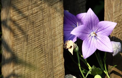flowers1sm.jpg