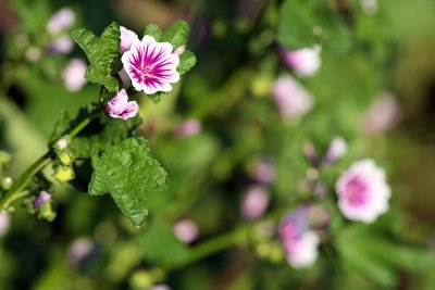 flowers3sm.jpg