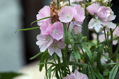 flowers4sm.jpg