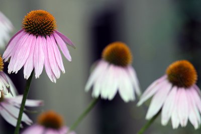 flowers5sm.jpg