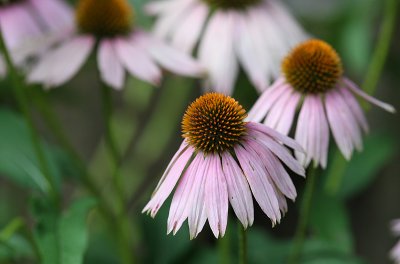 flowers6sm.jpg