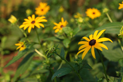 flower9sm.jpg