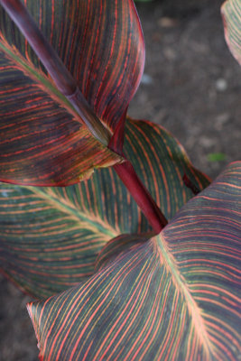 leaves2sm.jpg