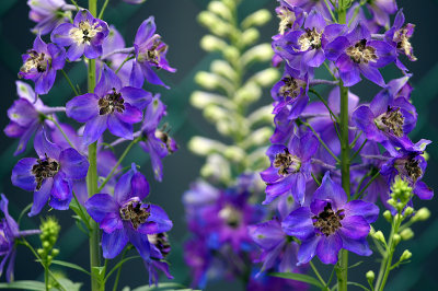 flowerssm.jpg