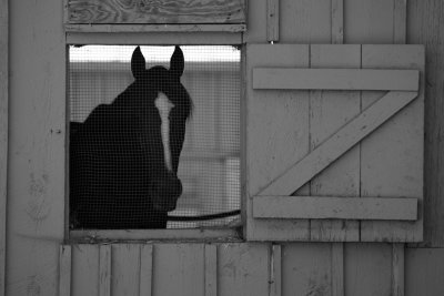polo and horse racing in saratoga