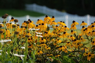 flowers3.jpg