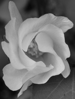 cottonflower3.jpg