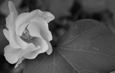 cottonflower2bw.jpg