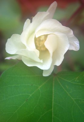 cottonflower.jpg