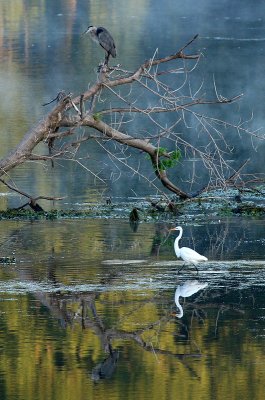 blue heron and great egret