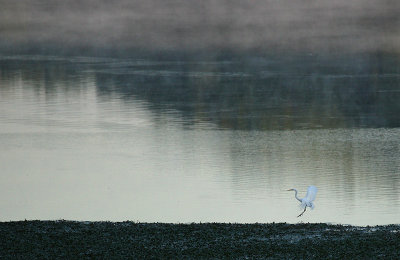 great egret
