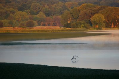 blue herons over mohawk