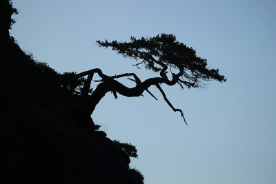 tree on cliff at sunrise; matia island