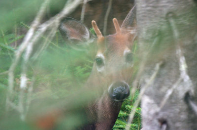 young buck in woods