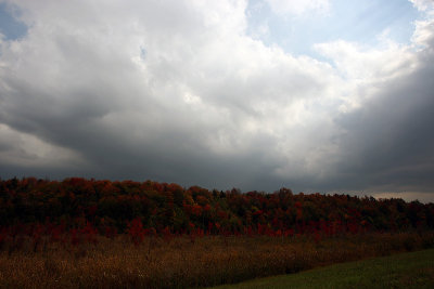 foliage