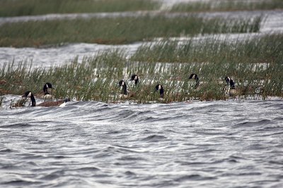 geese on tupper lake