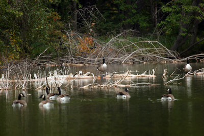 geese in pond