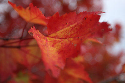 maple leaf