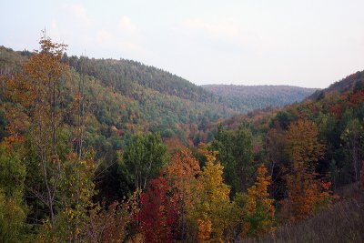 foliage