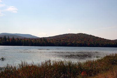 foliage