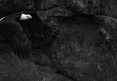 bald eagle